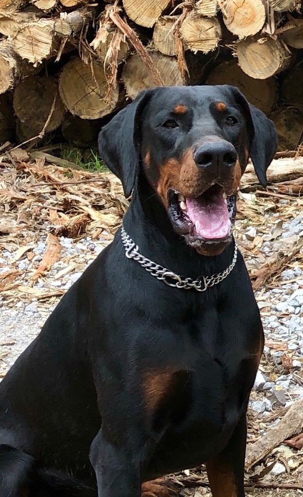 Not The Name I Wanted - One  :   1 ex et BOS a Sorges en Perigord (Speciale Dobermann)