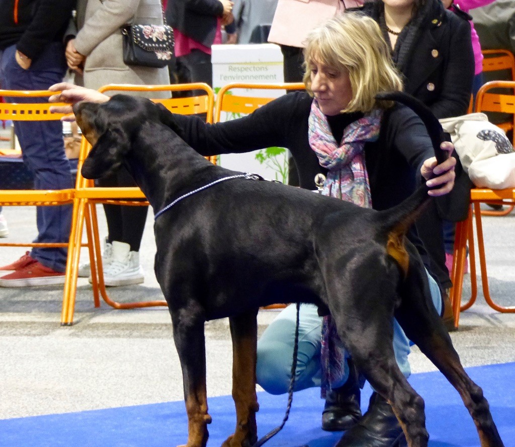 Not The Name I Wanted - Focus as Nantes CACS et CACIB et Meilleur de Race