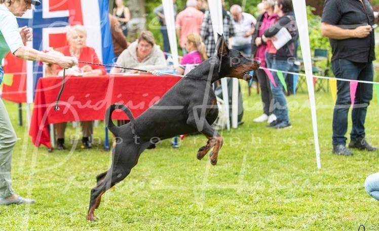 Not The Name I Wanted - One au Nationale D'Elevage, Dobermann, Maule, Paris