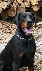  - One  :   1 ex et BOS a Sorges en Perigord (Speciale Dobermann)