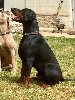  - Focus  1er, CACS et BOS Dobermann Special as Jarnac classe Travail,  