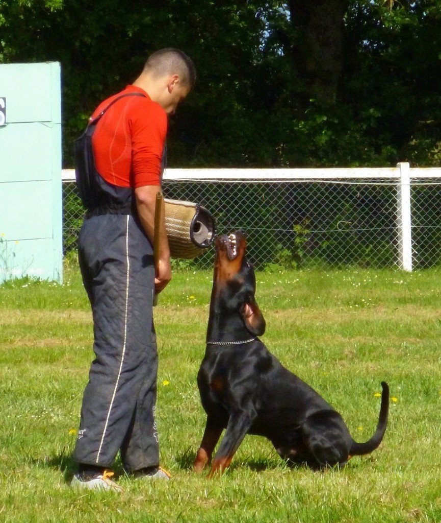 focus Focus cromwell cracker