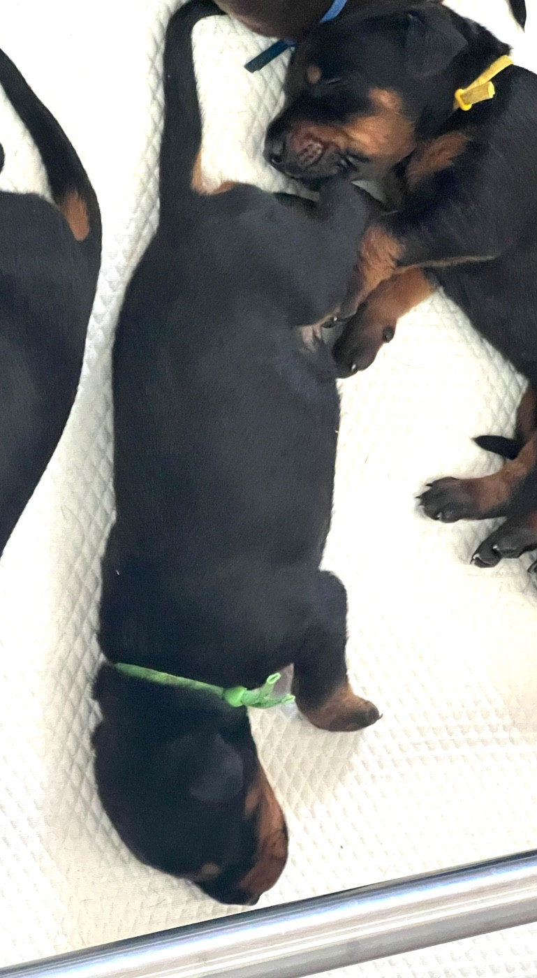 Not The Name I Wanted - Chiots disponibles - Dobermann
