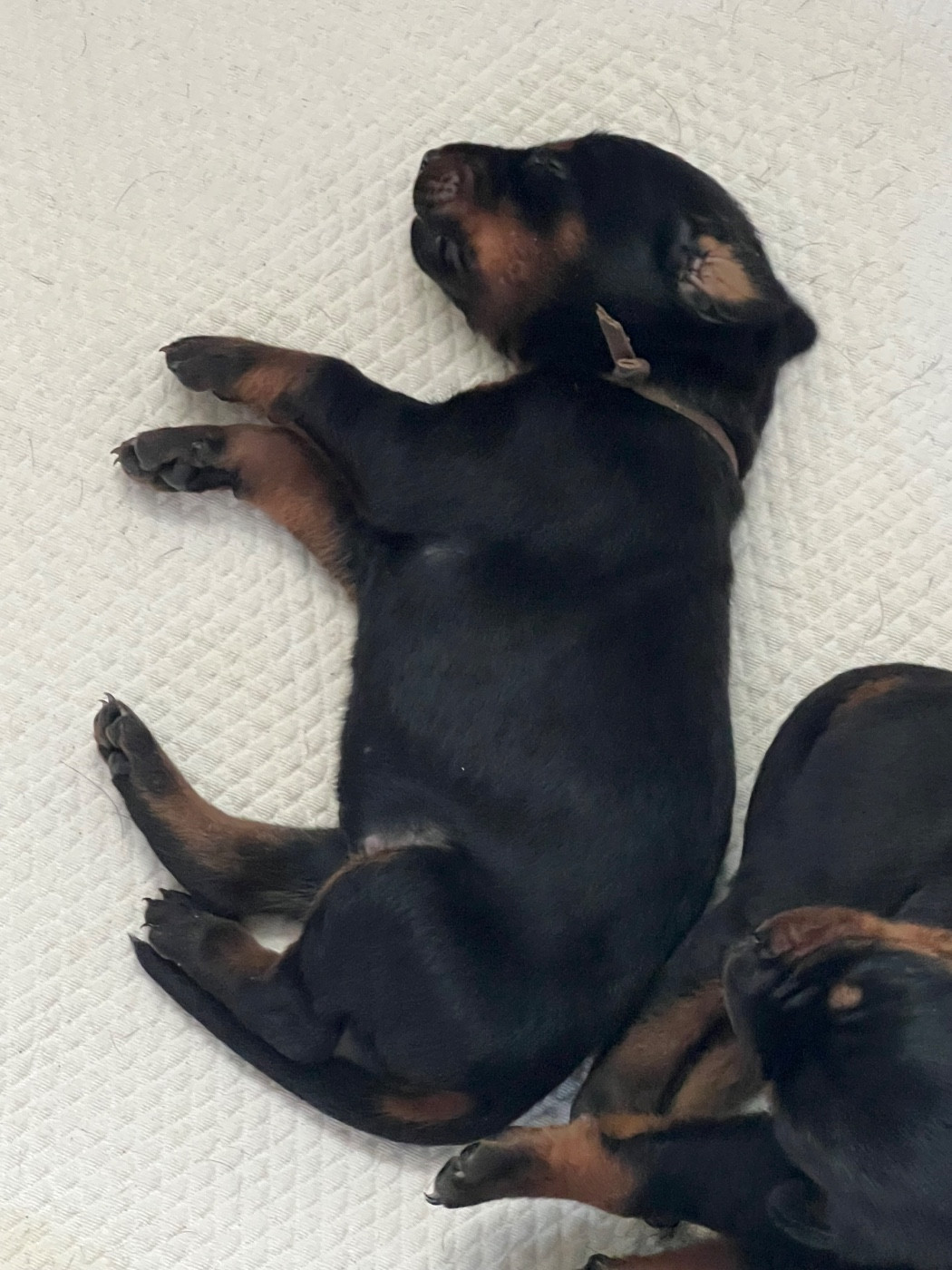Not The Name I Wanted - Chiots disponibles - Dobermann