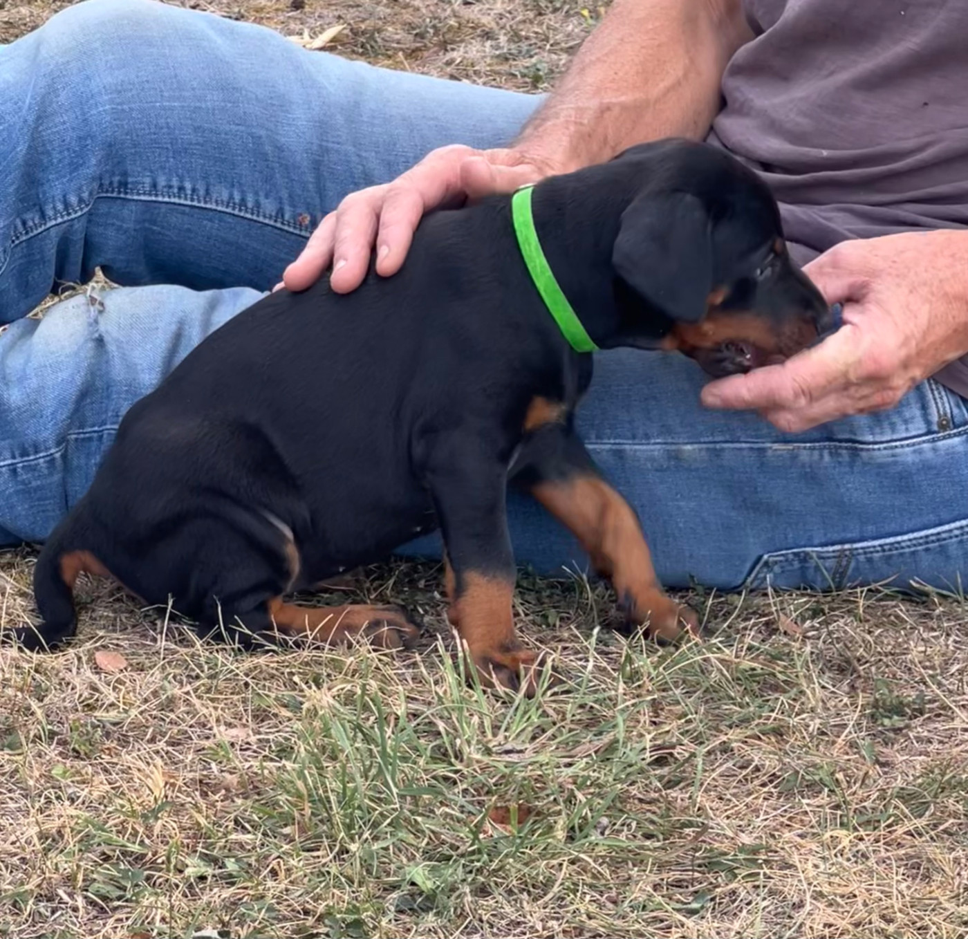Not The Name I Wanted - Dobermann - Portée née le 20/08/2026